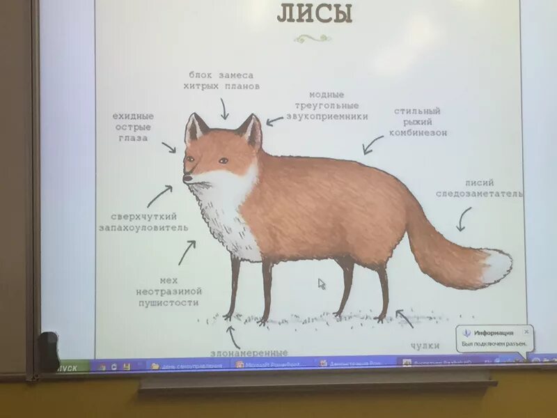 Мышцы лисы анатомия. Строение тела лисы. Части тела зверей. Лиса обыкновенная описание. Внешнее строение лисы.