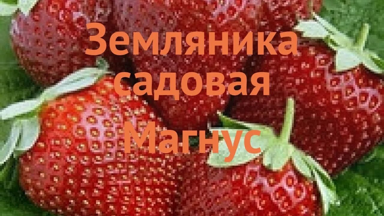 Клубника сорт магнус. Сорт клубники Магнус. Земляника Садовая Magnus. Магнус клубника описание.