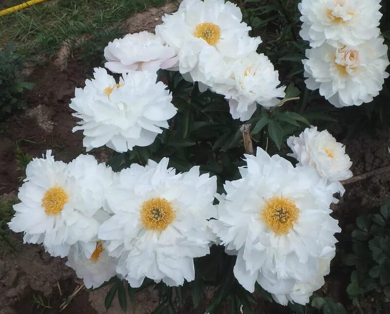 Пулков сад одзор пионов. Вайт грейс. Пион уайт грейс paeonia white grace. Пион уайт грейс paeonia white grace. Пион вайт сенсатион.