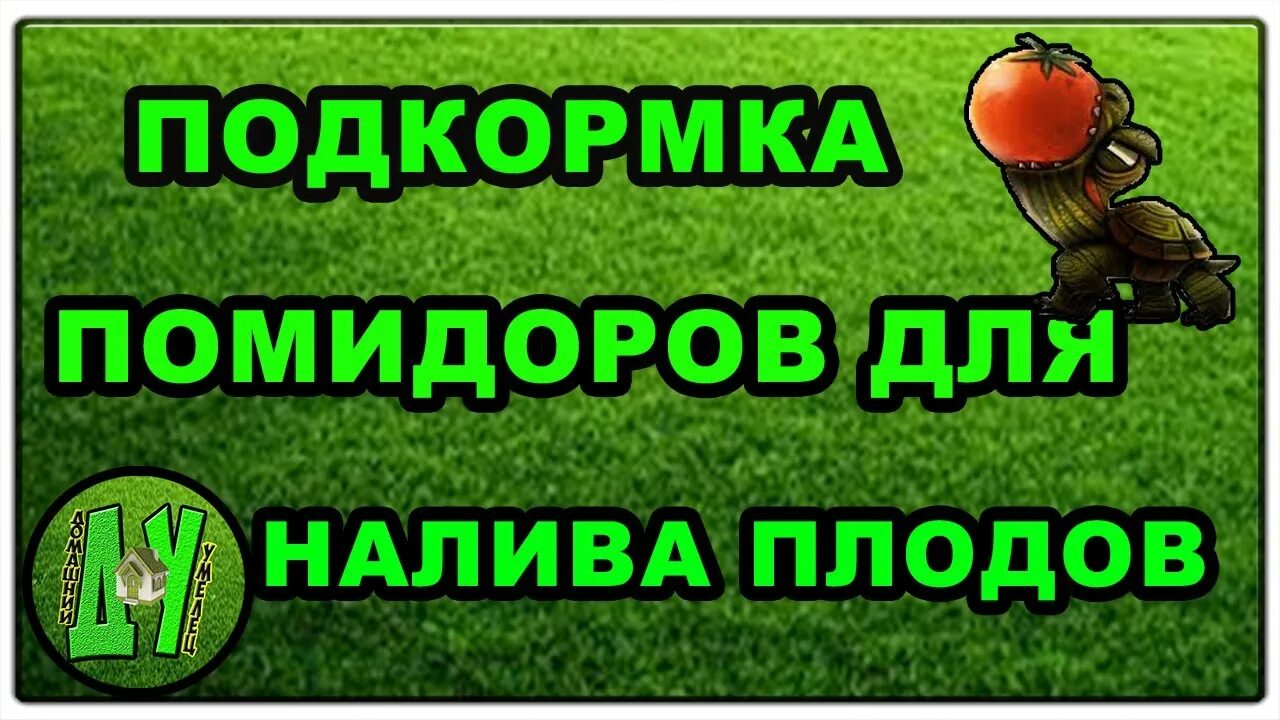 Подкормка для налива томатов. Налив плодов томата. период налива плодов томата после цветения.