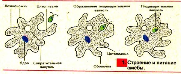 Какой способ характерен для амебы. Питание амебы обыкновенной. Строение и питание амебы. Стадии питания амебы. Строение одноклеточной амёбы обыкновенной.