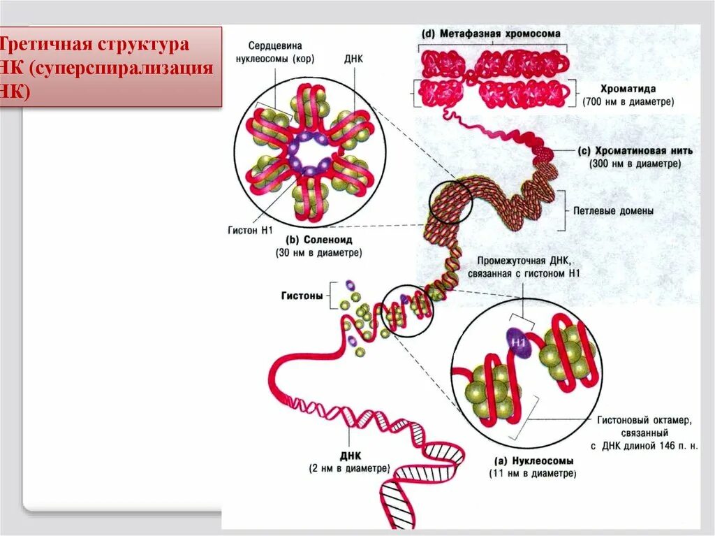 Хроматин: уровни организации (упаковки) наследственного материала. Структурная организация ДНК В хромосомах уровни компактизации. Уровни компактизации хроматина. Схема различных уровней компактизации хроматина. Схема компактизации наследственного материала клетки