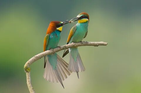 Birds wordwall