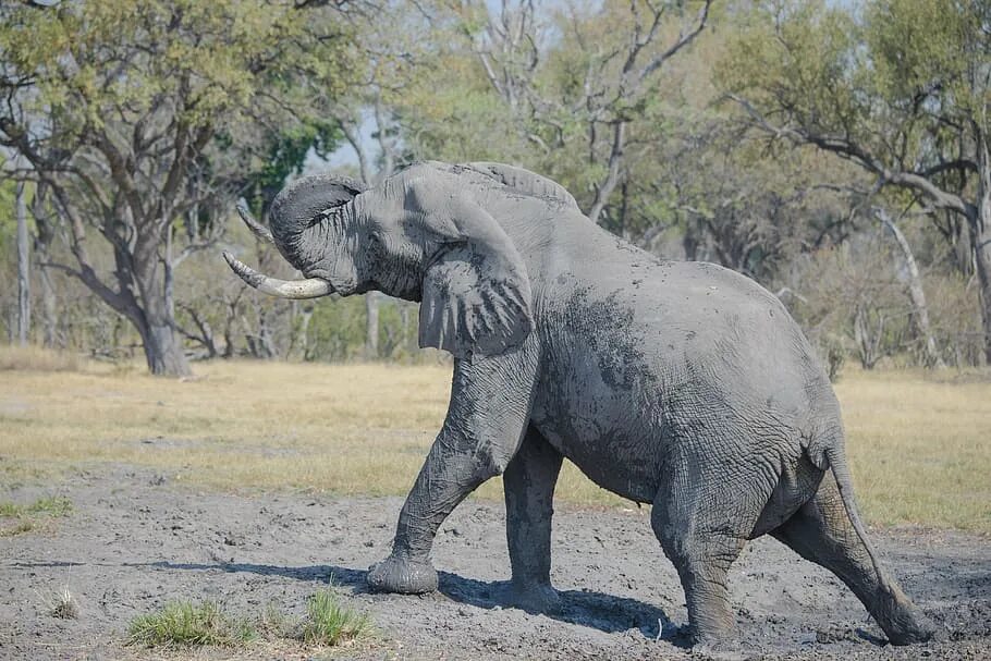 Elephants walking. Слон бежит. Слоны бегут. Слон Африка бежать.