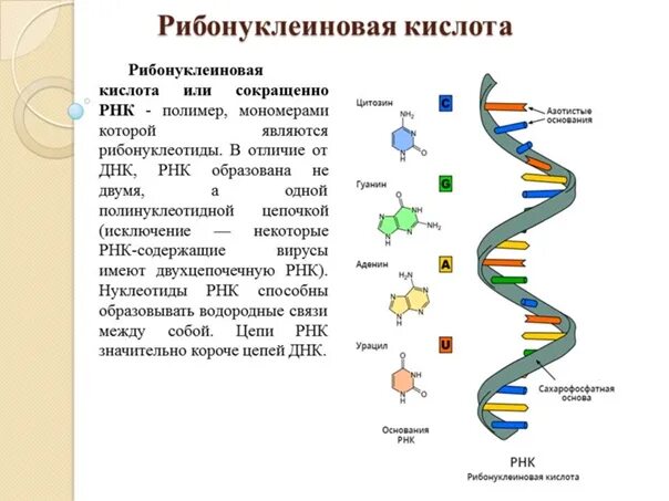 Структура рибонуклеиновых кислот биохимия. Рибонуклеиновая кислота строение. Структура рибонуклеиновых кислот. Рибонуклеиновая кислота функции.