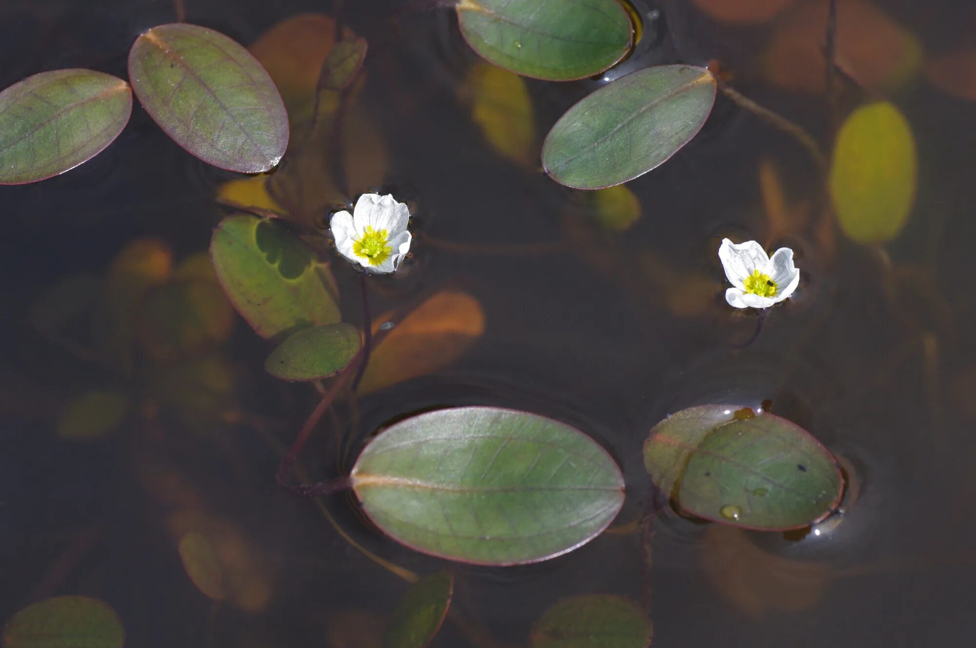 Водокрас обыкновенный. Водокрас Лягушачий. Водокрас Лягушачий (Hydrocharis morsus-Ranae). Водокрас аквариумный.