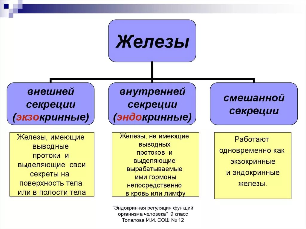 Перечислите функции железа. Схема виды желез человека. .Система желез внутренней секреции. Функции. Железы внешней внутренней и смешанной секреции строение. Схема железы внешней секреции.