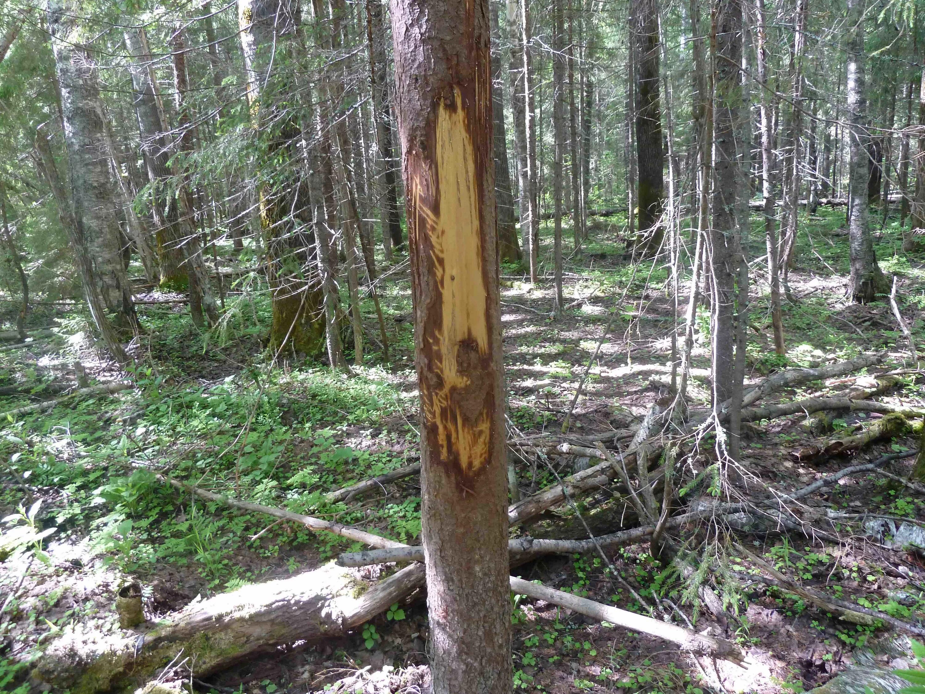 метки на деревьях в лесу. пометки на деревьях. следы когтей медведя на дереве. странный лес. затески на деревьях.