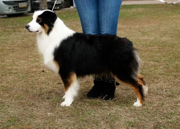 аусси шелдон щенок. питомник австралийских овчарок. питомник австралийских овчарок. питомник австралийских овчарок в москве и московской области. питомник австралийских овчарок.