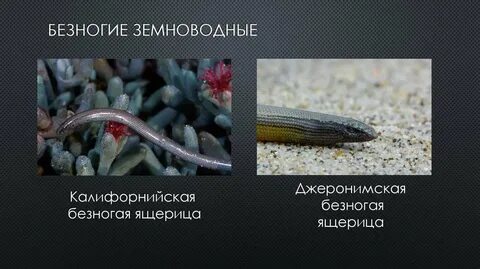 Есть ли у безногой ящерицы ядовитые железы