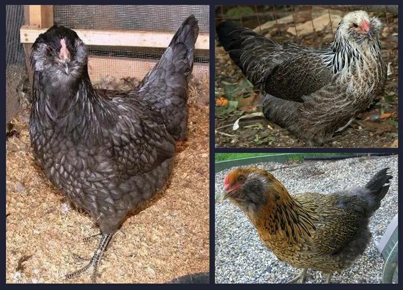 12+ Lavender and Split Ameraucana Hatching Eggs Fancy chickens, Urban chickens, 