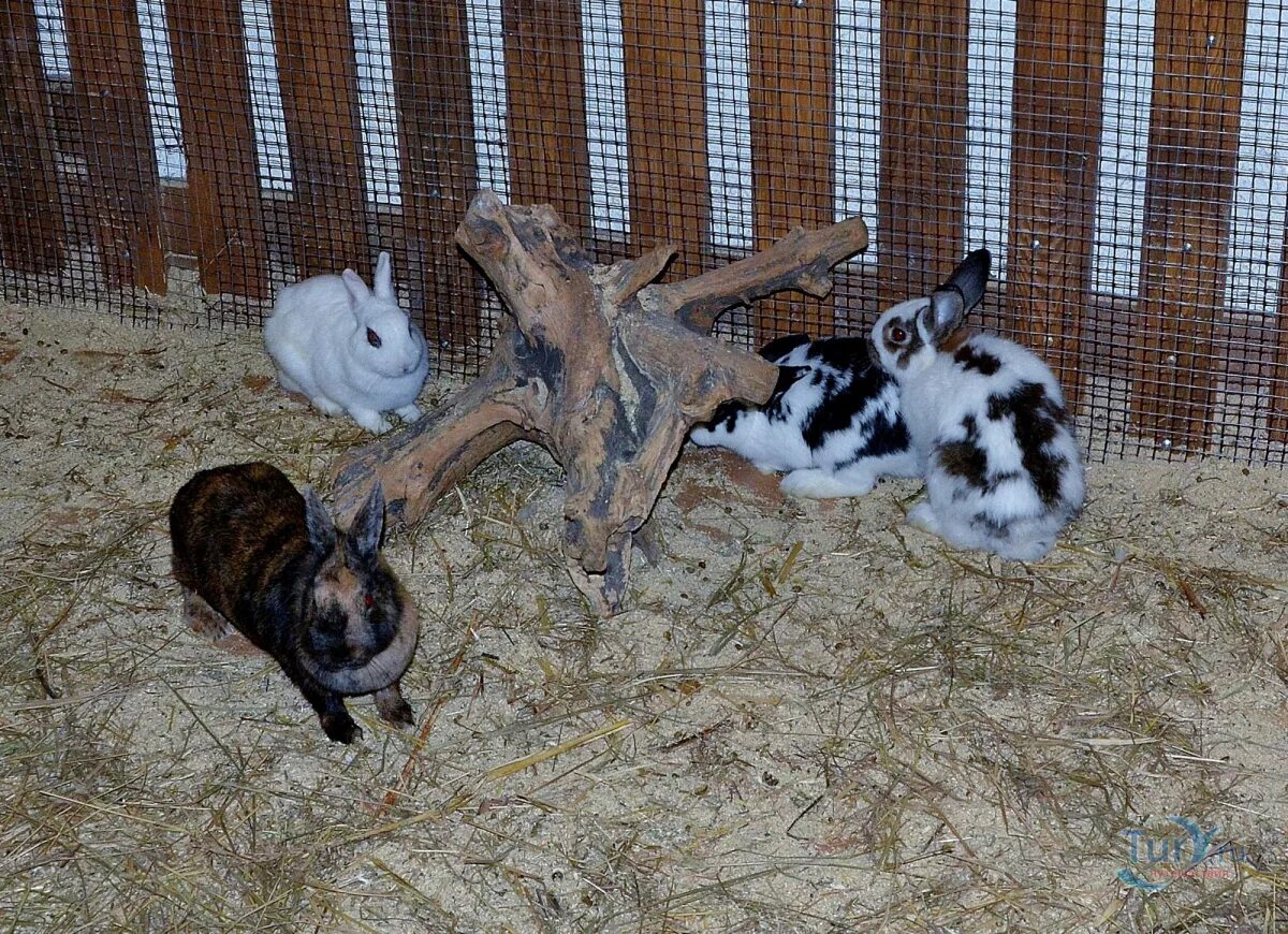 Трогательный зоопарк ростов. Трогательный зоопарк ростов-на-дону театральная. Трогательный зоопарк ростов-на-дону. Трогательный зоопарк ростов-на-дону театральная. Трогательный зоопарк.