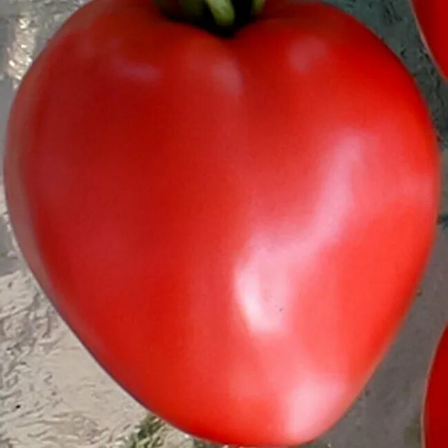 Ca 911 f1 томат. томат кинг сайз. томат сорт чиполлино. томат хлебосольный розовый. самые мясистые сорта томатов.