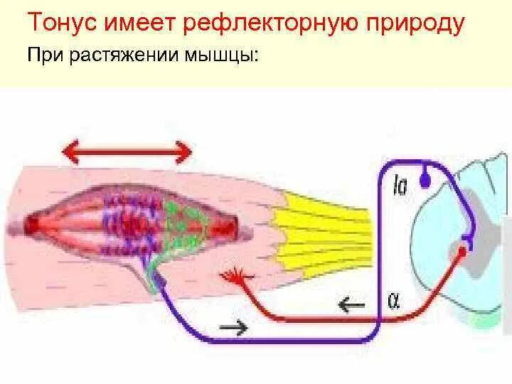 Рефлекторные дуги поддержания мышечного тонуса. Рефлекторная природа мышечного тонуса. Рефлекторный характер мышц. Мышечный тонус. Рефлекторное течение