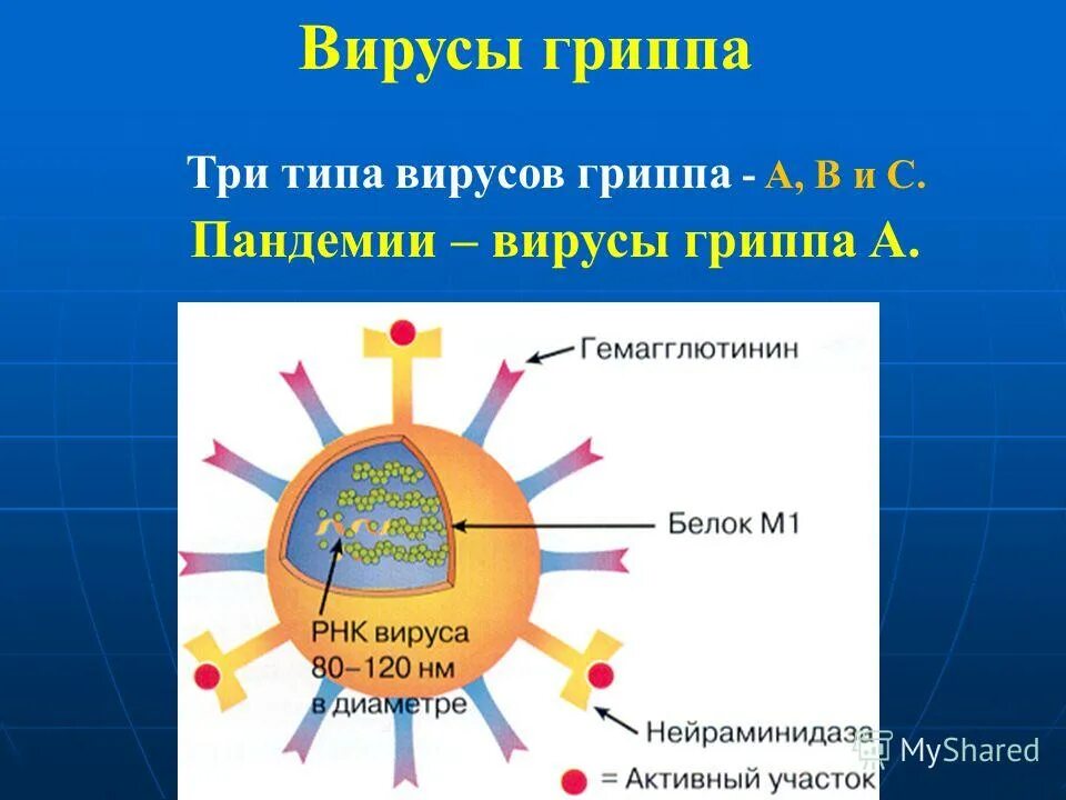 типы вирусов. вирус гриппа. изображение вируса гриппа. вирус гриппа. вирусы гриппа h2n2.