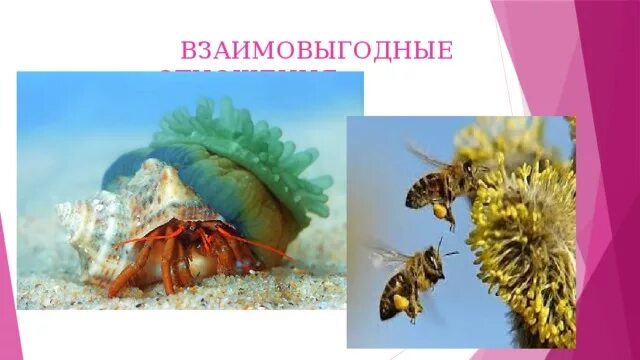 Взаимо выгодные отношения. Взаимовыгодные отношения организмов. Взаимовыгодные отношения между организмами. Взаимовыгодные отношения в природе. Взаимовыгодные отношения животных.