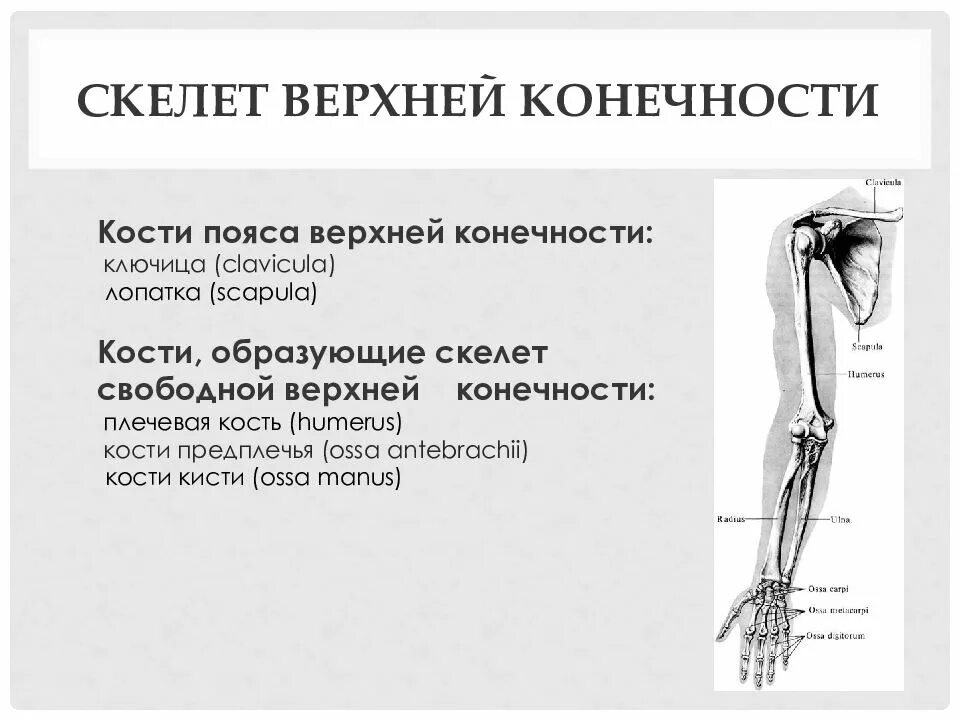 Сколько конечностей верхних конечностей. Кости пояса и свободной верхней конечности. Кости образующие пояс верхних конечностей. Кости образующие скелет верхних конечностей. Кости, образующие скелет пояса верхней конечности..