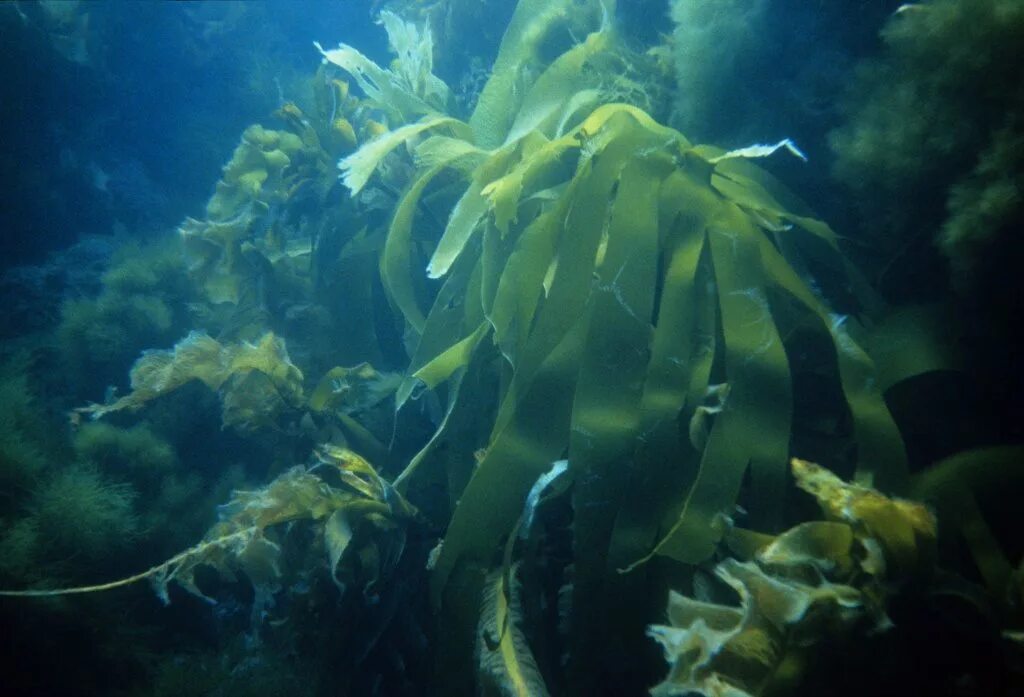 Бурые водоросли являются самыми глубоководными водорослями. Морские водоросли ламинария. Морской ламинария бурая водоросль. Морская капуста ламинария. Морская капуста ламинария в море.