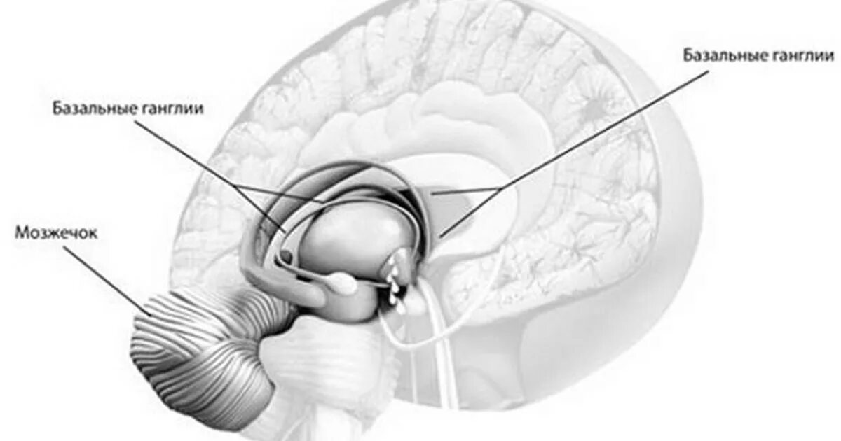 Базальные ганглии мозга. Базальные ганглии. Подкорковые ганглии головного мозга. Базальные ганглии функции. Функции базальных ганглиев физиология.