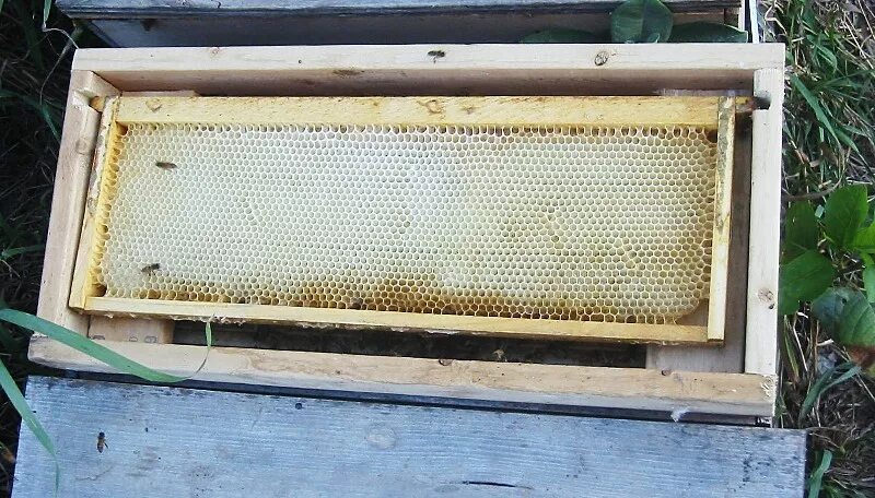 Купить пчелиные рамки. Пластиковые рамки для ульев. Пластиковые рамки для пчел. Пластиковая пчелиная рамка. Клетка для пчеломатки.