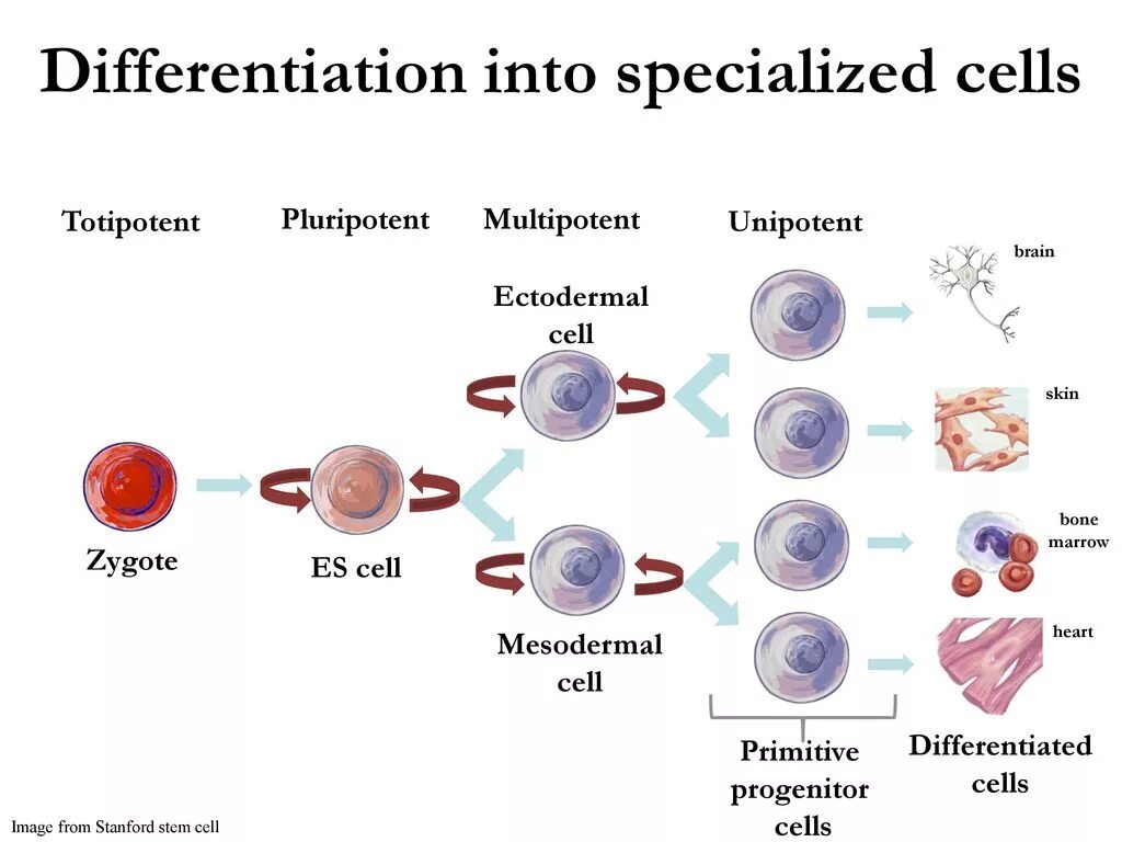 Specialized Cells. Pluripotent, totipotent, multipotent Stem Cells. Cell differentiation. Cell differentiation presentation. Деление стволовых клеток