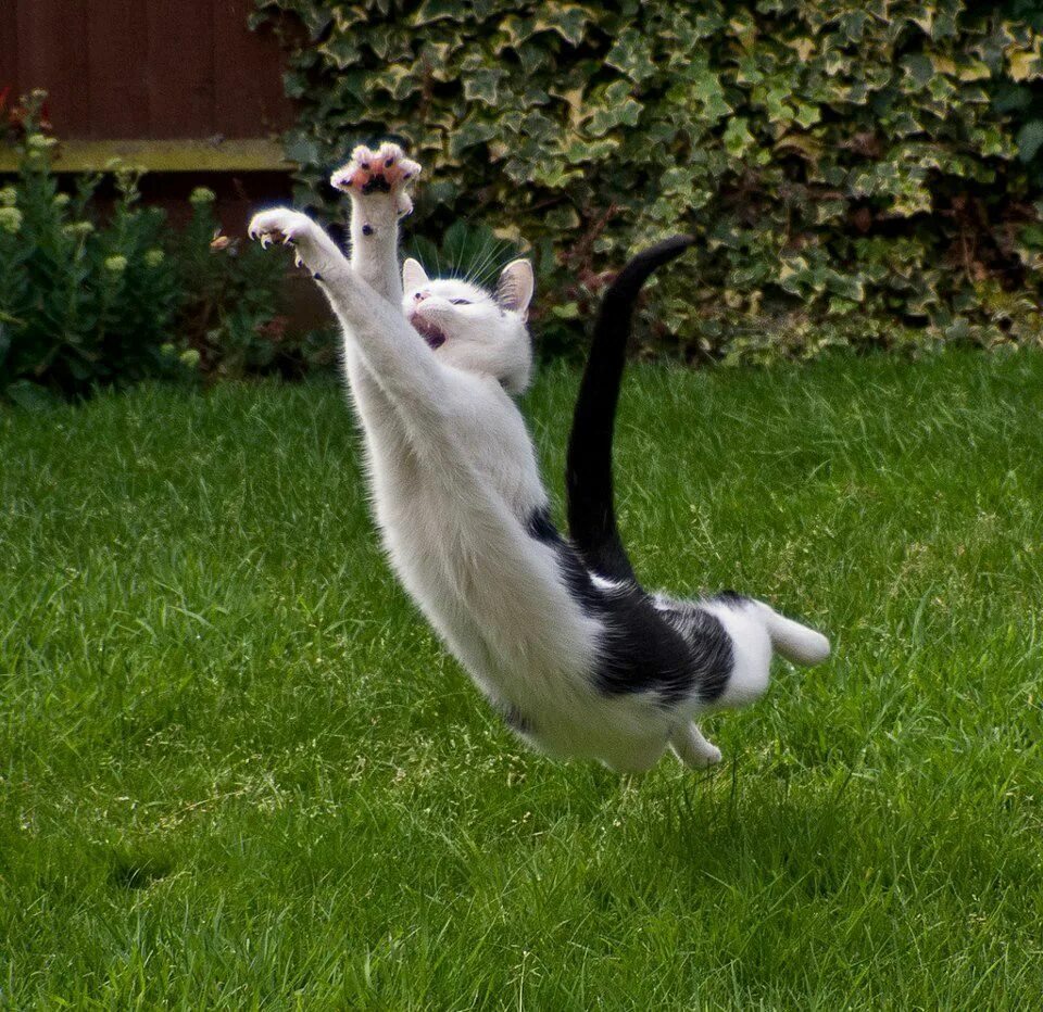 Cat dancing speed up