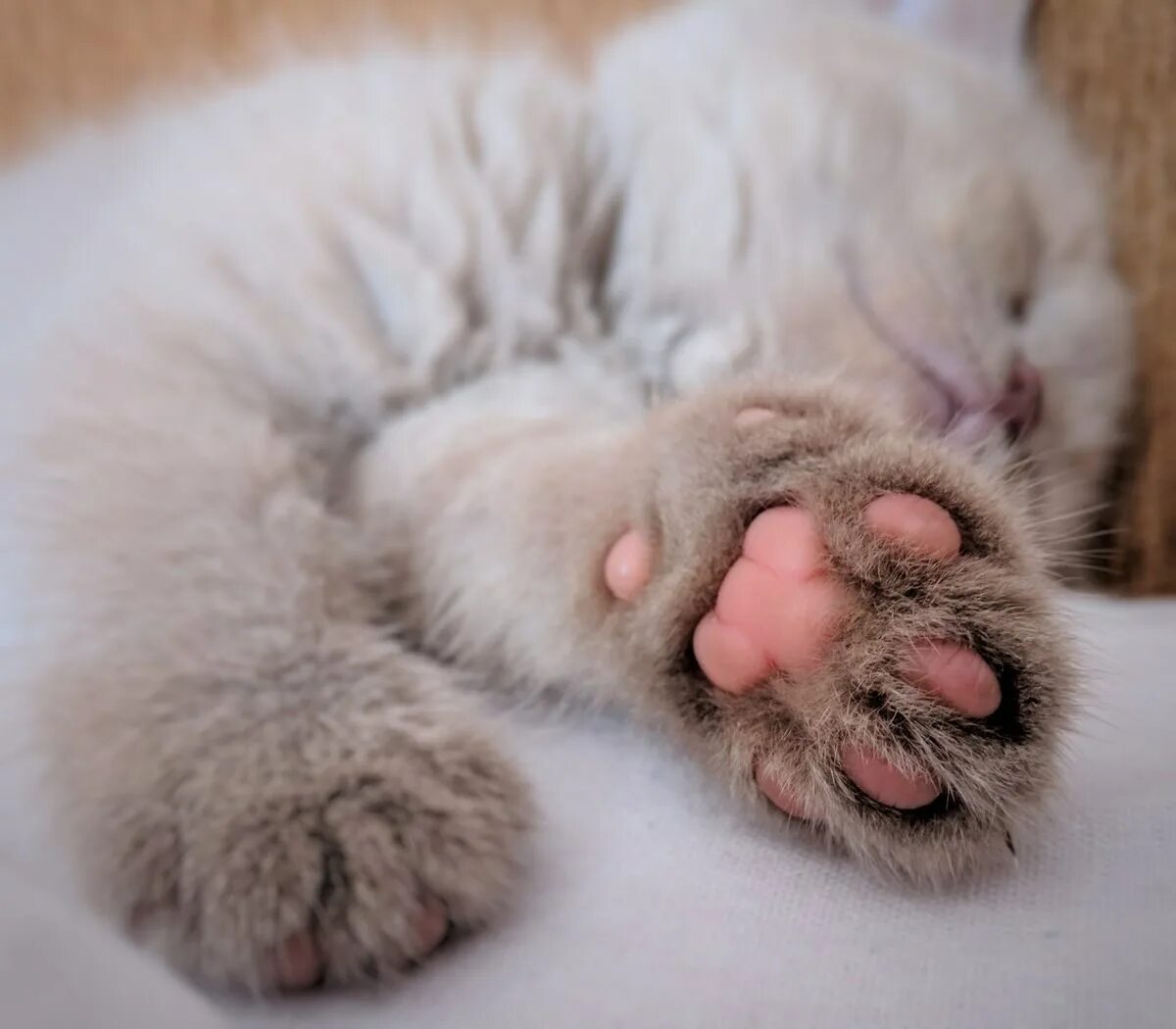 Кошачья лапа. Фотка лапки. Лапа собаки. Кошачья лапа. Кошачьи лапки подушечки.