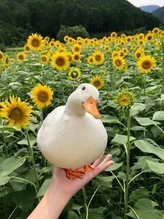 Добрый гусь отзывы