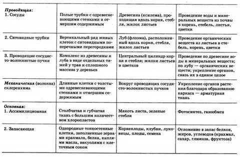Характеристика растительных тканей таблица