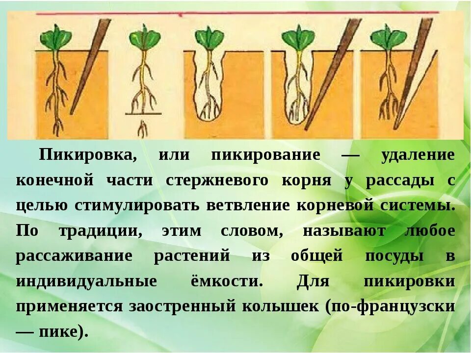 Рассаду пикировать на убывающую луну можно ли