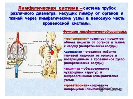 Функцию движения в организме выполняет