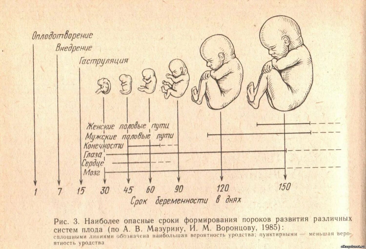 Формирование органов у плода по неделям таблица беременности. Этапы развития человеческого плода таблица. Стадии внутриутробного развития схема. Схема периодов внутриутробного развития плода.