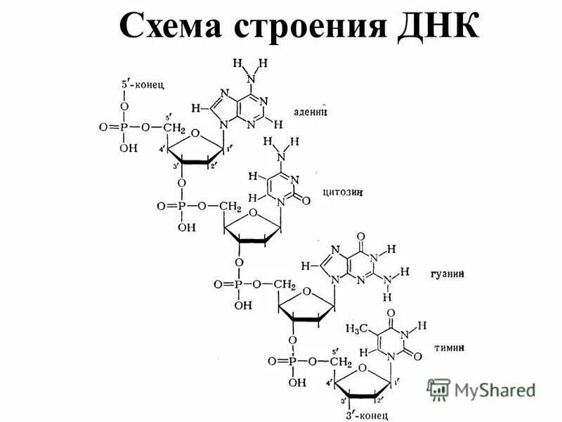 Химические соединения днк. Строение ДНК структурная формула. Строение ДНК биохимия схема. Строение молекулы ДНК формула. Фрагмент первичной структуры ДНК.