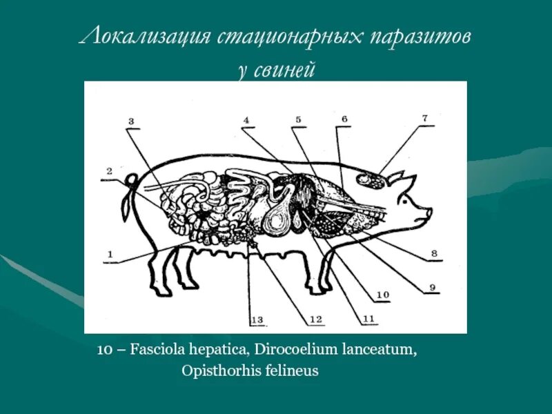 Морфология сельскохозяйственных животных