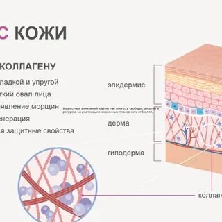 Коллаген роль в организме