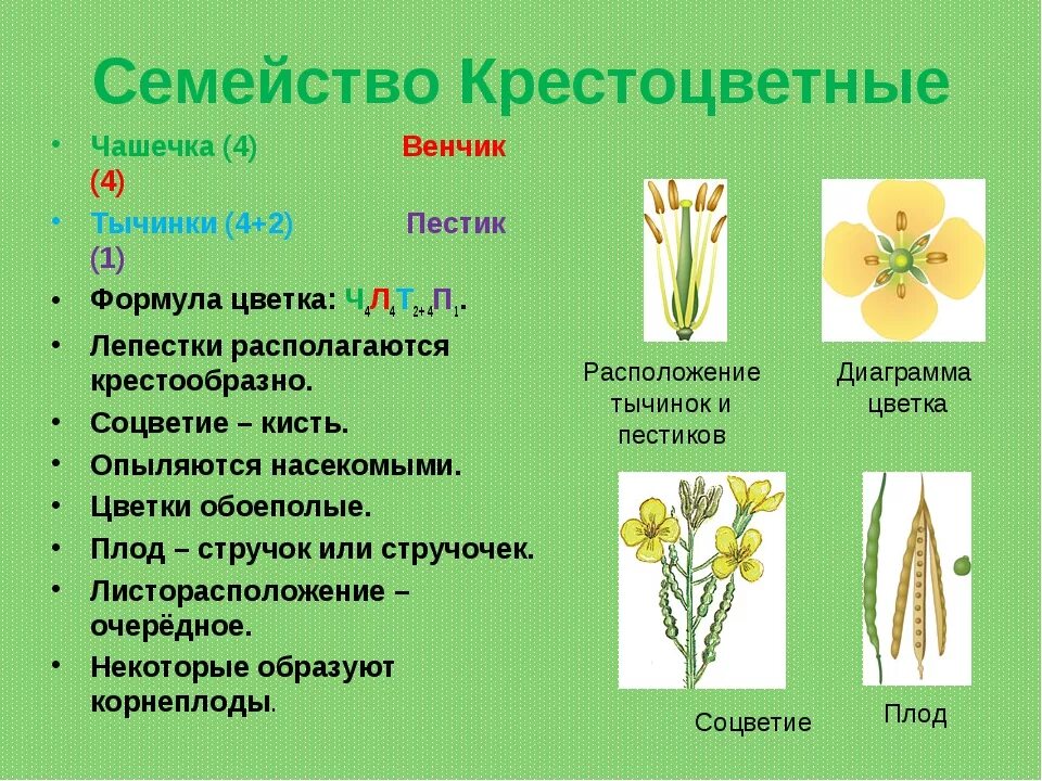 Растения семейства крестоцветных. Семейство крестоцветные соцветие кисть. Характеристика семейства крестоцветные. Венчик крестоцветных.