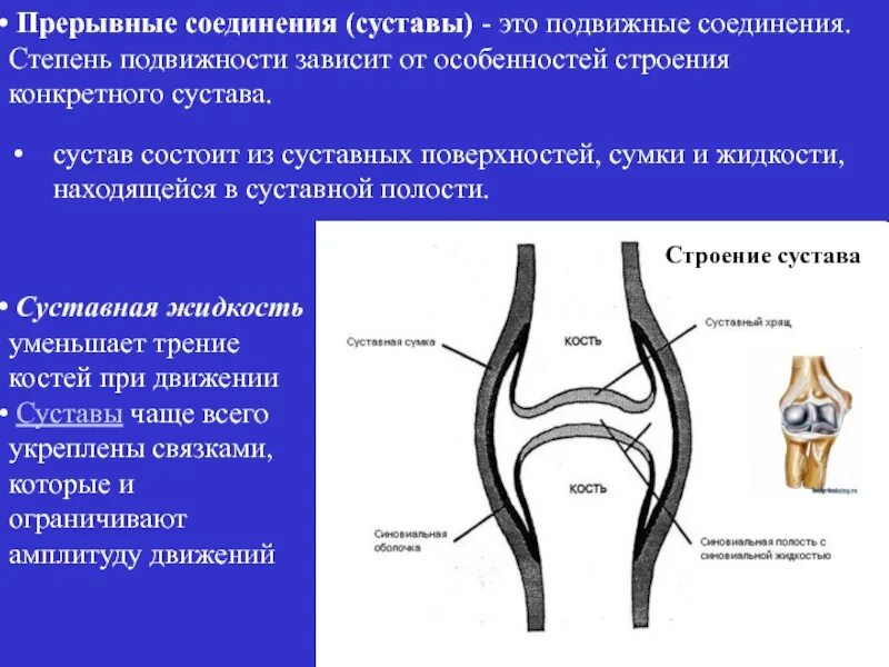 Прерывные соединения костей. Суставная полость. Прерывные соединения суставы. Строение сустава. Суставные поверхности.