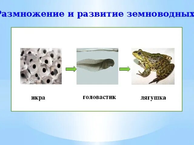 Размножение и развитие земноводных. Этапы размножения земноводных. Схема развития земноводных. Размножение и развитие земноводных 3 класс окружающий мир. Размножение животных рыбы