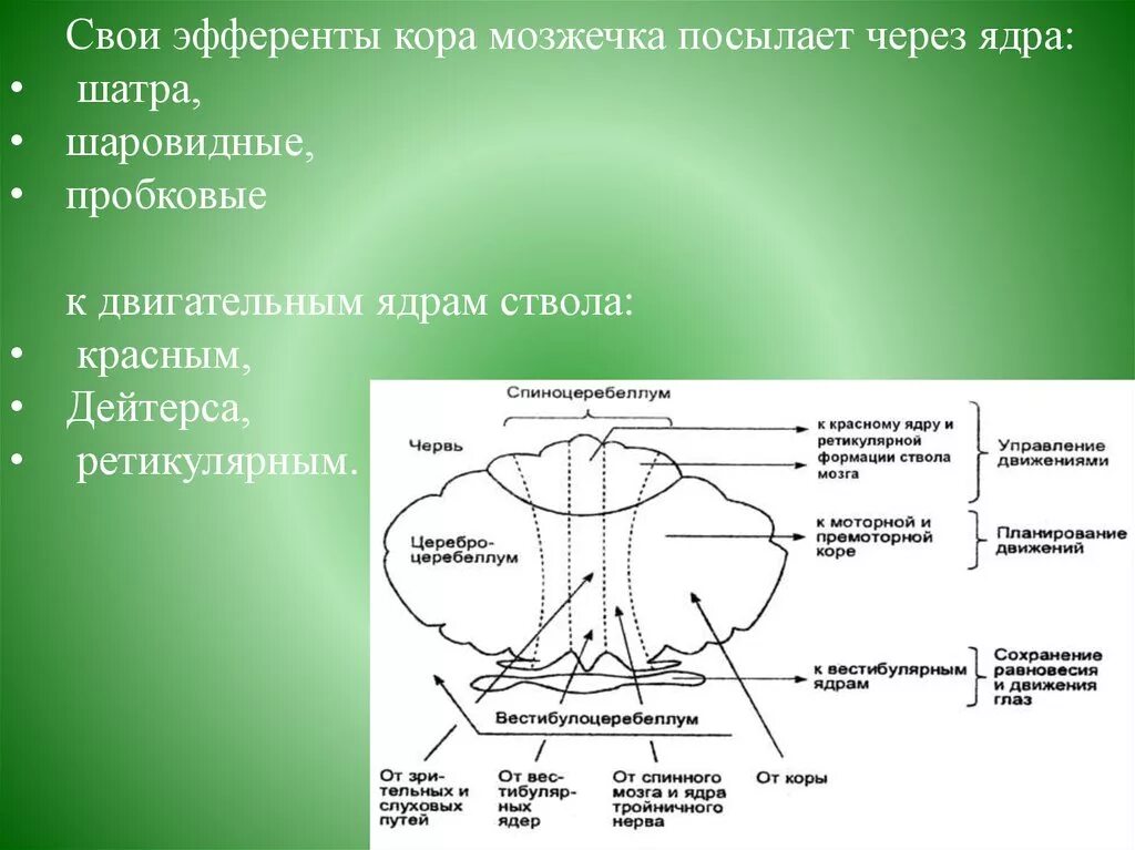 Ядра мозжечка и их функции. Афферентные и эфферентные связи мозжечка. Эфферентные волокна мозжечка. Проводящие пути мозжечка. Тест мозжечок