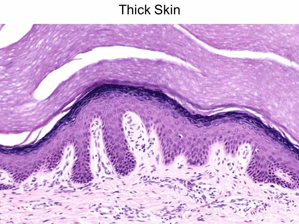Stratum перевод. Stratum corneum. stratum germinativum.