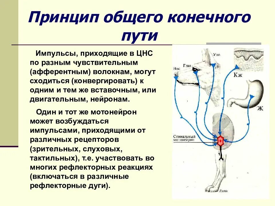 Проведение нервного импульса в цнс. Схема принципа координации общий конечный путь. общий конечный путь цнс. общий конечный путь в физиологии. принцип общего конечного пути схема.