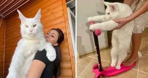 Кун кефир
