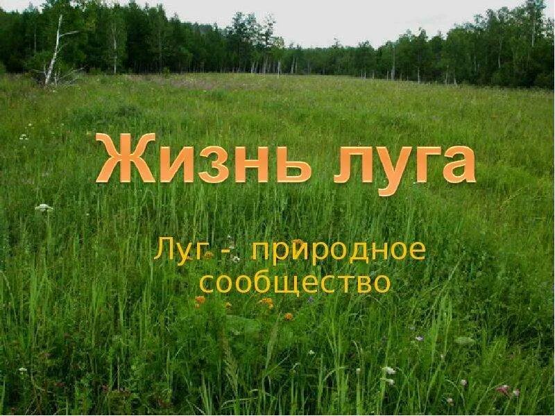 Значение сообщества для человека в луге