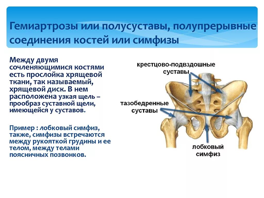 Лобковые кости соединение. Полусуставы симфизы. Полусуставы соединения костей. Лонный симфиз строение. Полусуставы симфизы соединение костей.