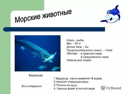 Хвост рыбы весит 1 кг