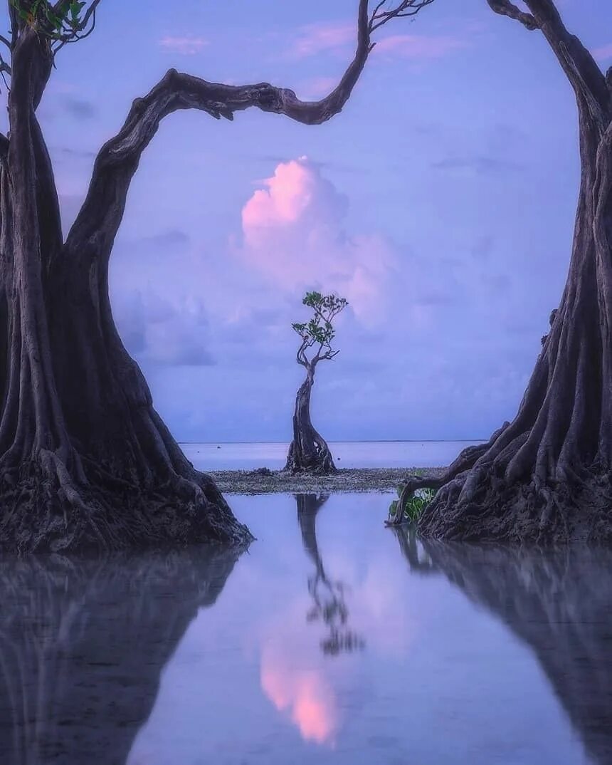 Dancing trees. Мангра индонезийского острова сумба. Остров сумба. Силуэты природы. Танцующее дерево.