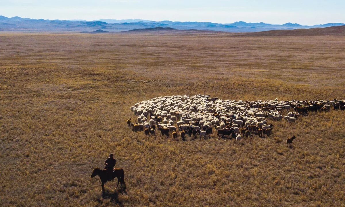 Монгол скотовод 4 буквы. Чабаны Монголии. Тыва Чабаны Отара стадо. Монголия пастух бараны. Тувинская короткожирнохвостая порода овец.