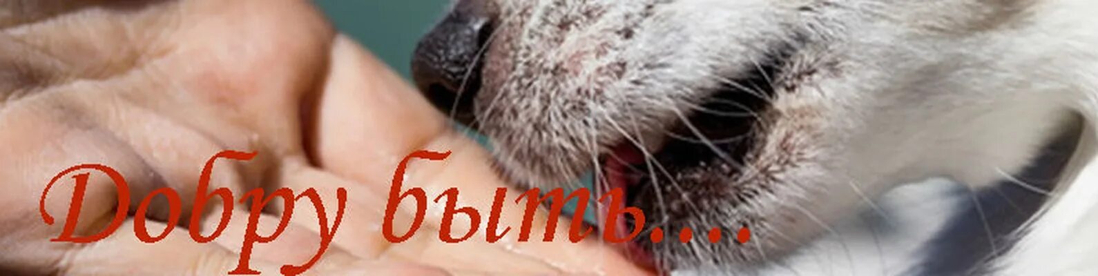 Террамицин, 150мл. Жестокое обращение к животным людей. Ссп zoohelp пермь. Глистогонные препараты для собак бравекто. Остеохондродисплазия шотландских вислоухих.