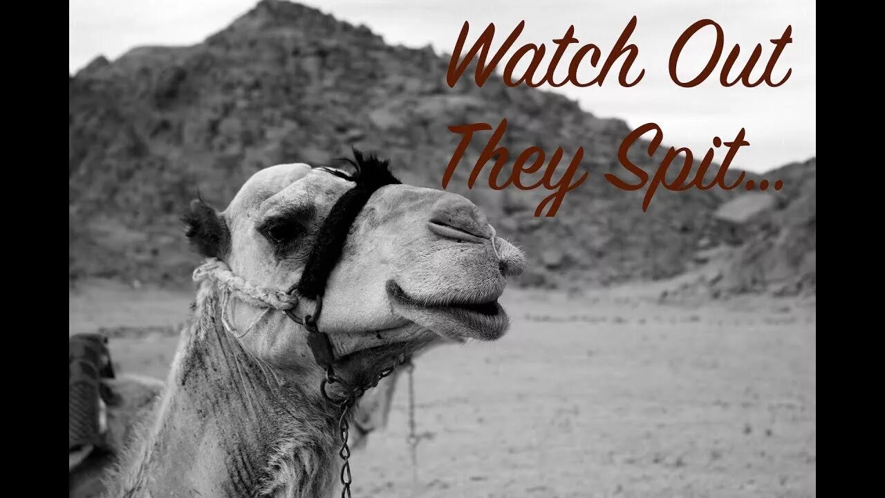 Верблюд. Верблюд картинка. Серые верблюды. Серые верблюды. Верблюд кэмел.