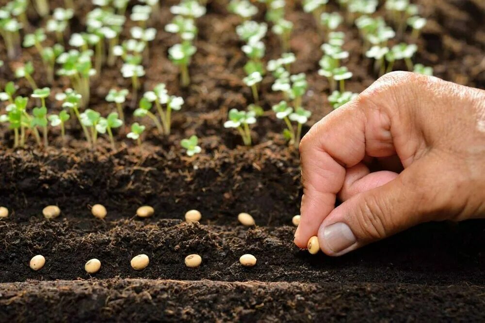 Сеять или сеить как правильно. Посев семян 2022. Семена для посева. Посадка семян. Семена для рассады.